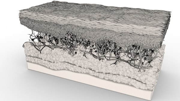 3D модель Сечение кожи - TurboSquid 1412978