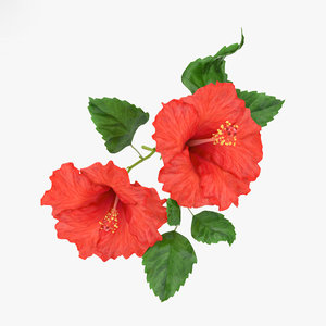 3d Hibiscus Models Turbosquid