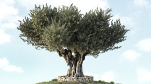 3D olive tree