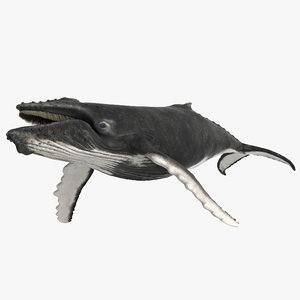rigged humpback whale 3D model