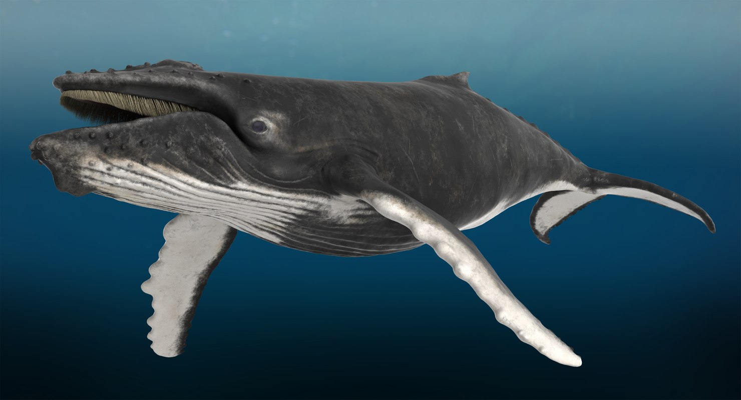 Rigged Humpback Whale 3d Model - Turbosquid 1413392