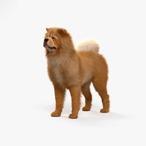 google chow chow