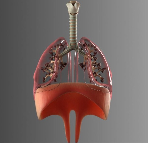 Lungs 3d Models For Download Turbosquid