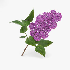 3D model lilac flowers plant