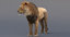 3D realistic lion animators