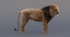 3D realistic lion animators