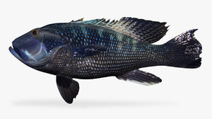 3D black sea bass