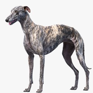 3D realistic greyhound