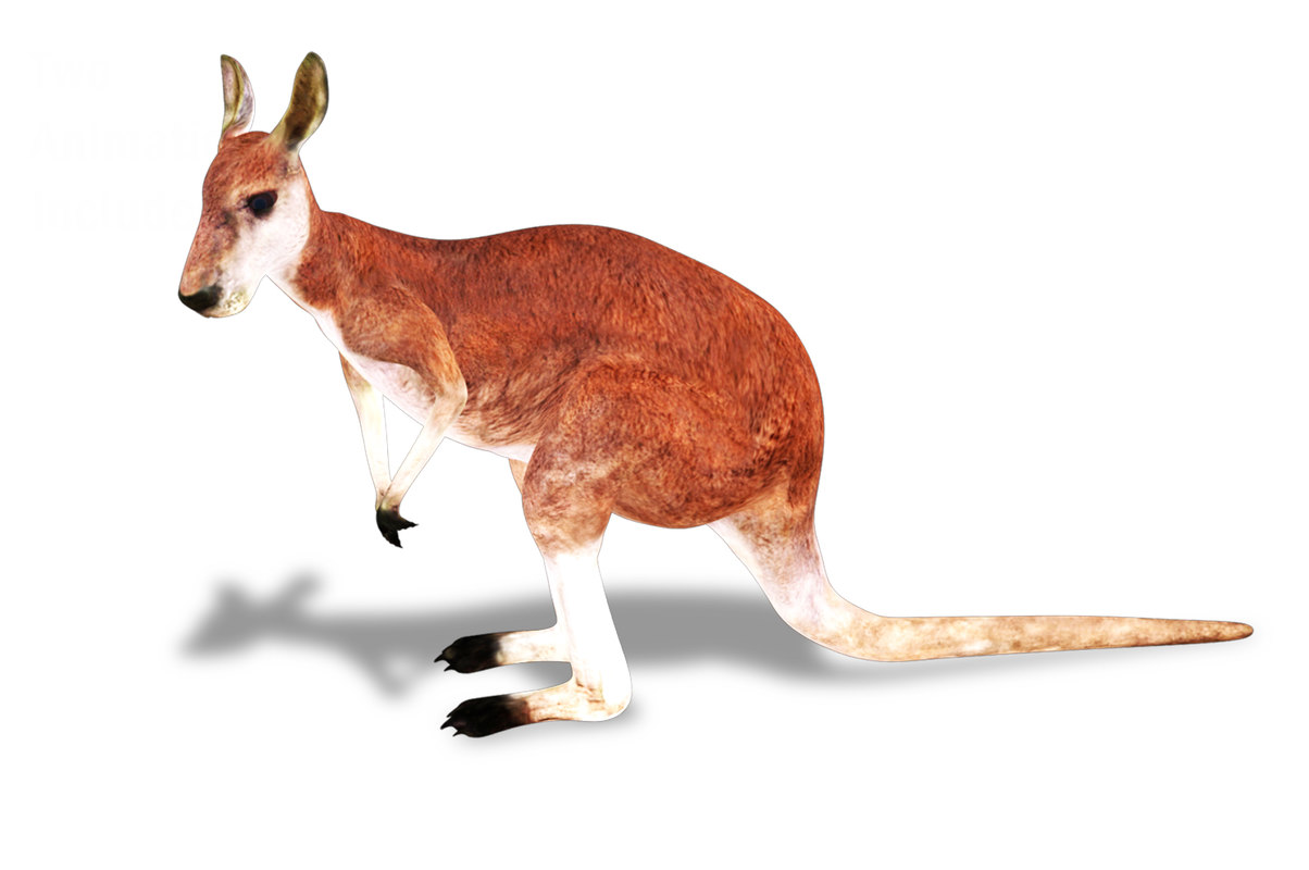 3D rigged kangaroo animations - TurboSquid 1415078