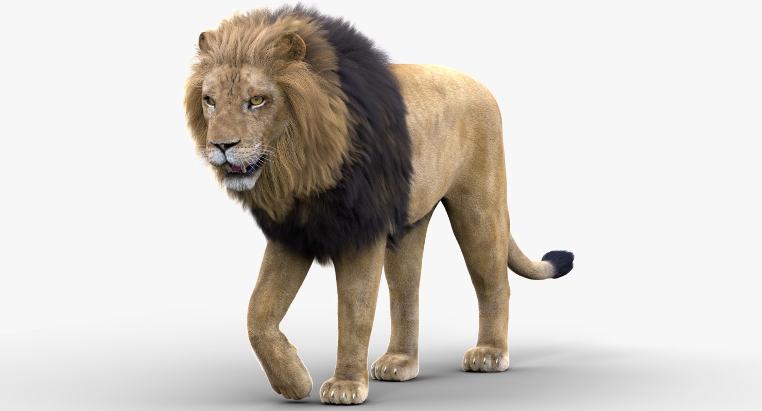 Lion rigged fur 3D model - TurboSquid 1402304