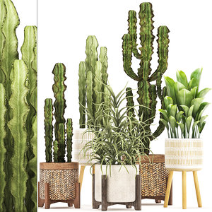 plants exotic cactus 3D model