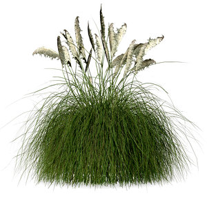 pampas grass 3D