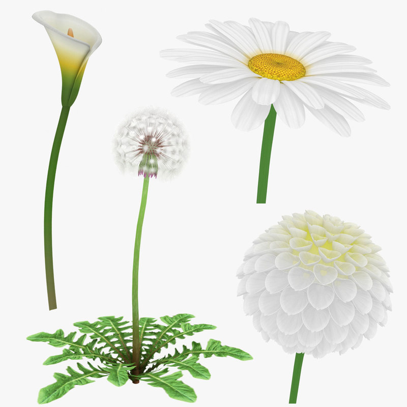  Flower  daisy dahlia  3D  TurboSquid 1415756