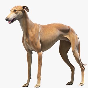 3D realistic greyhound model