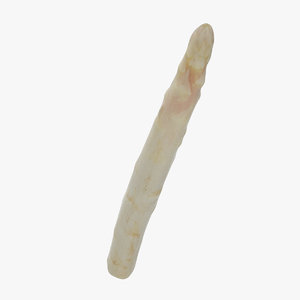 white asparagus officinalis 3D model