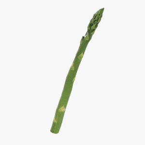 green asparagus 3D