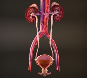 urinary cross section 3D