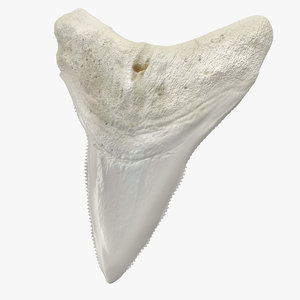 3D great white shark tooth model