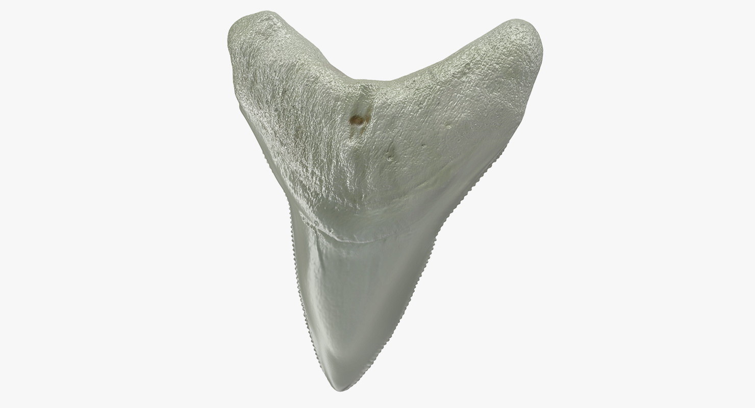 Megalodon shark tooth 3D model TurboSquid 1416237