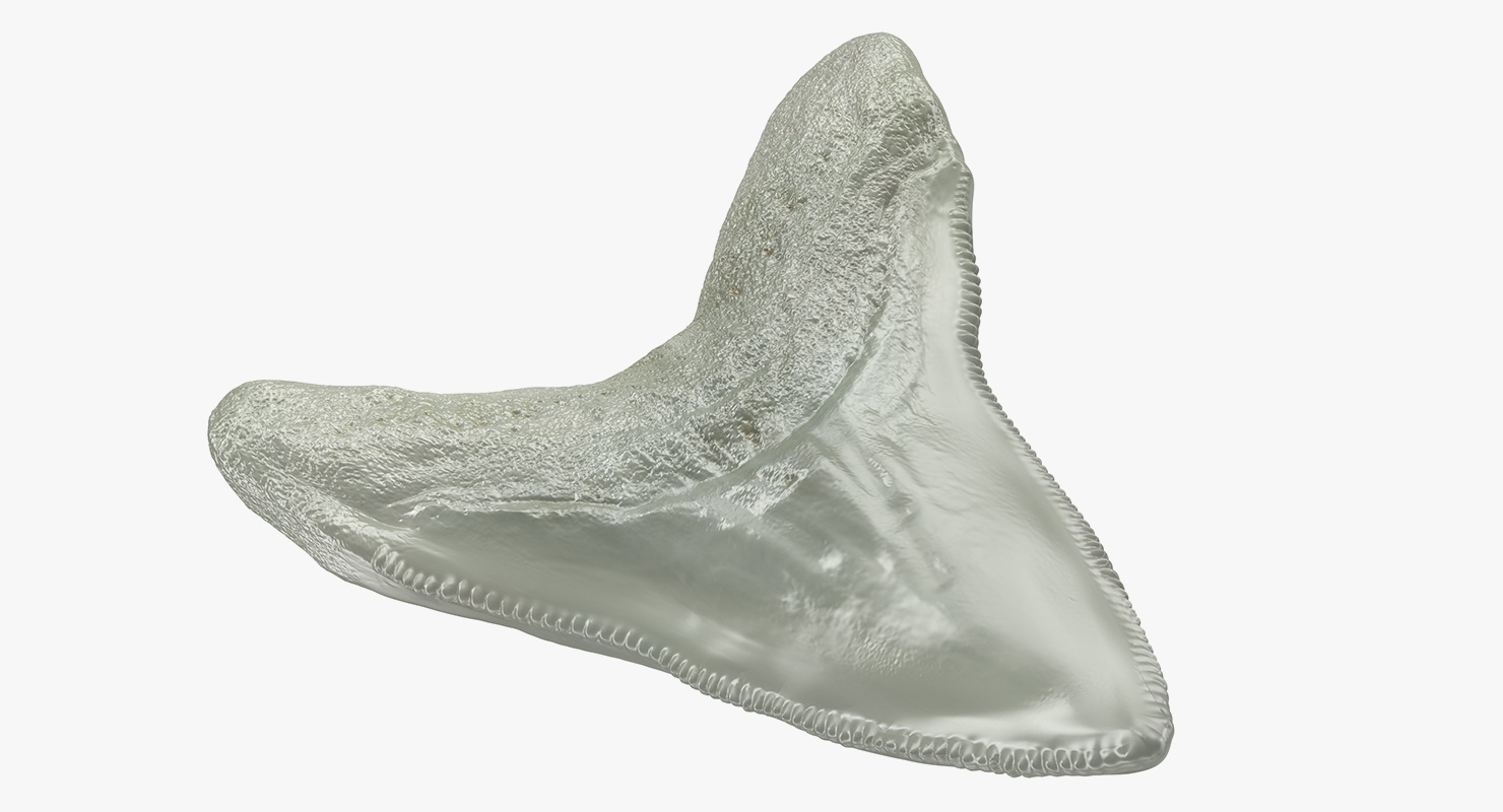 Megalodon shark tooth 3D model TurboSquid 1416237