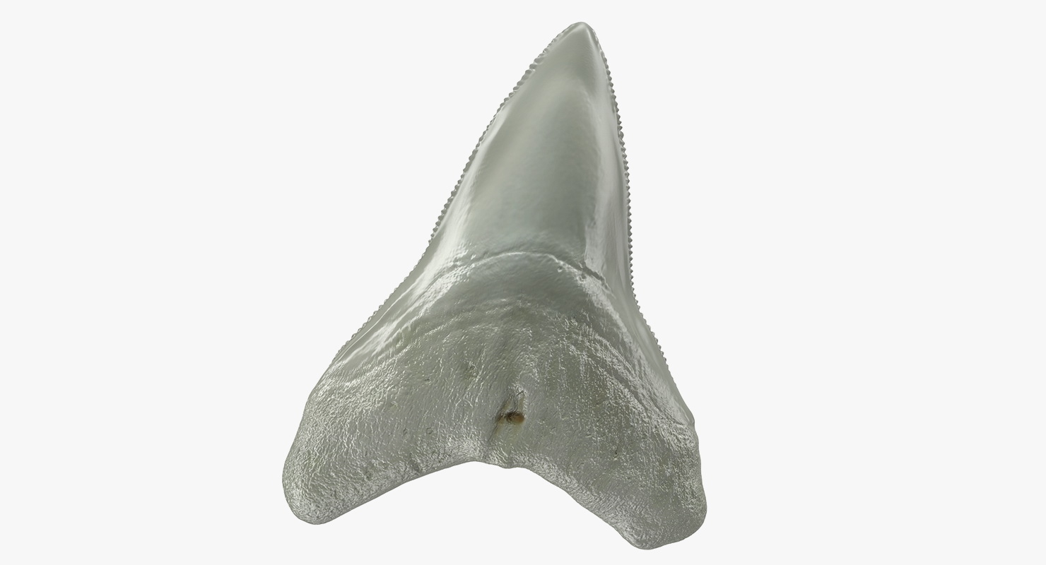 Megalodon shark tooth 3D model TurboSquid 1416237