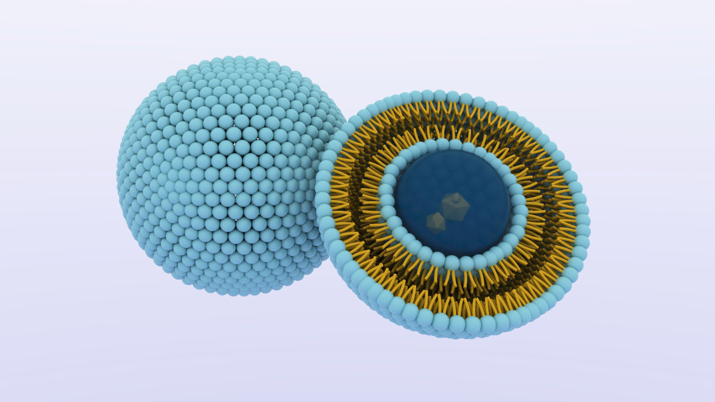 Liposome Nanoparticle 3d Model Turbosquid 1416165