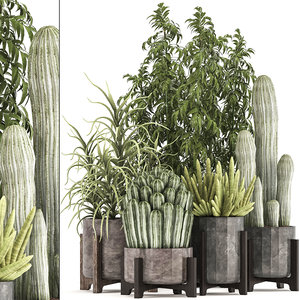 houseplants exotic plants cactus 3D