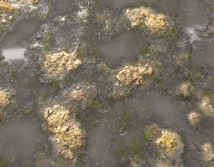 Muddy Water with algae Seamless 2 PBR
