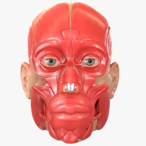 modeled muscles face anatomy 3D