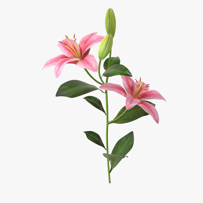 Lyly Flower 3D-Modell - TurboSquid 1416826