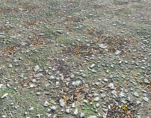 Ground with Pebbles seamless PBR