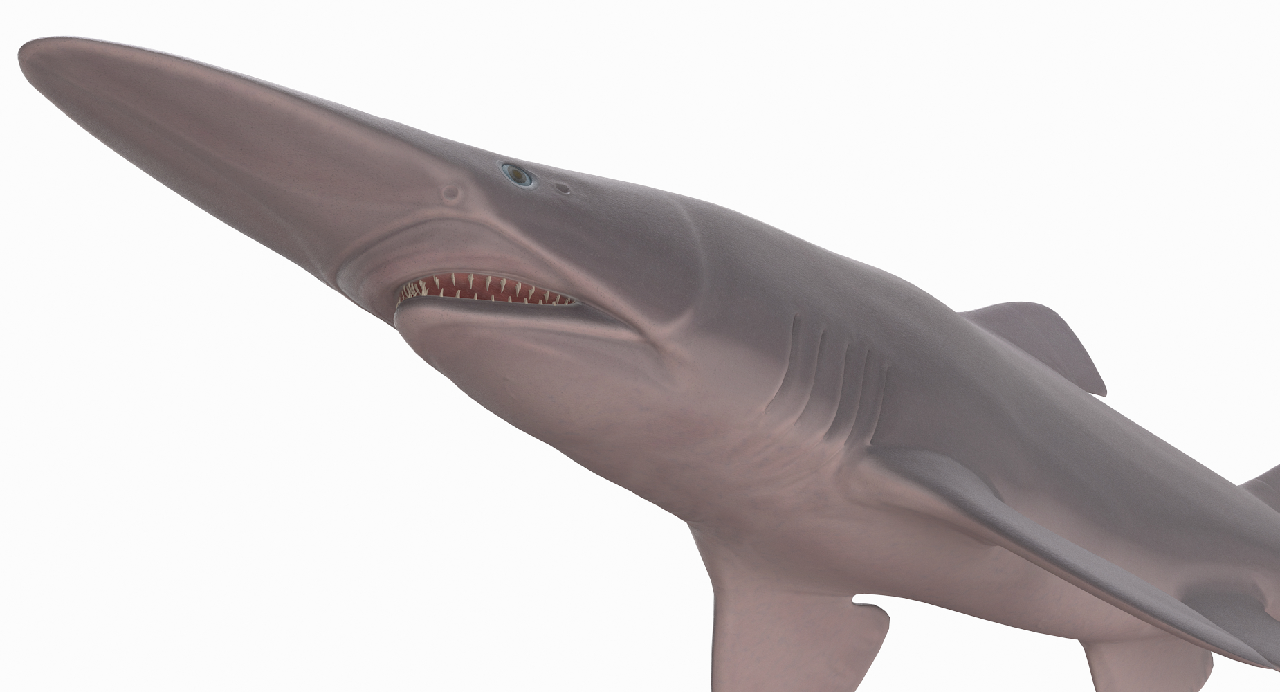 3D goblin shark model - TurboSquid 1417221