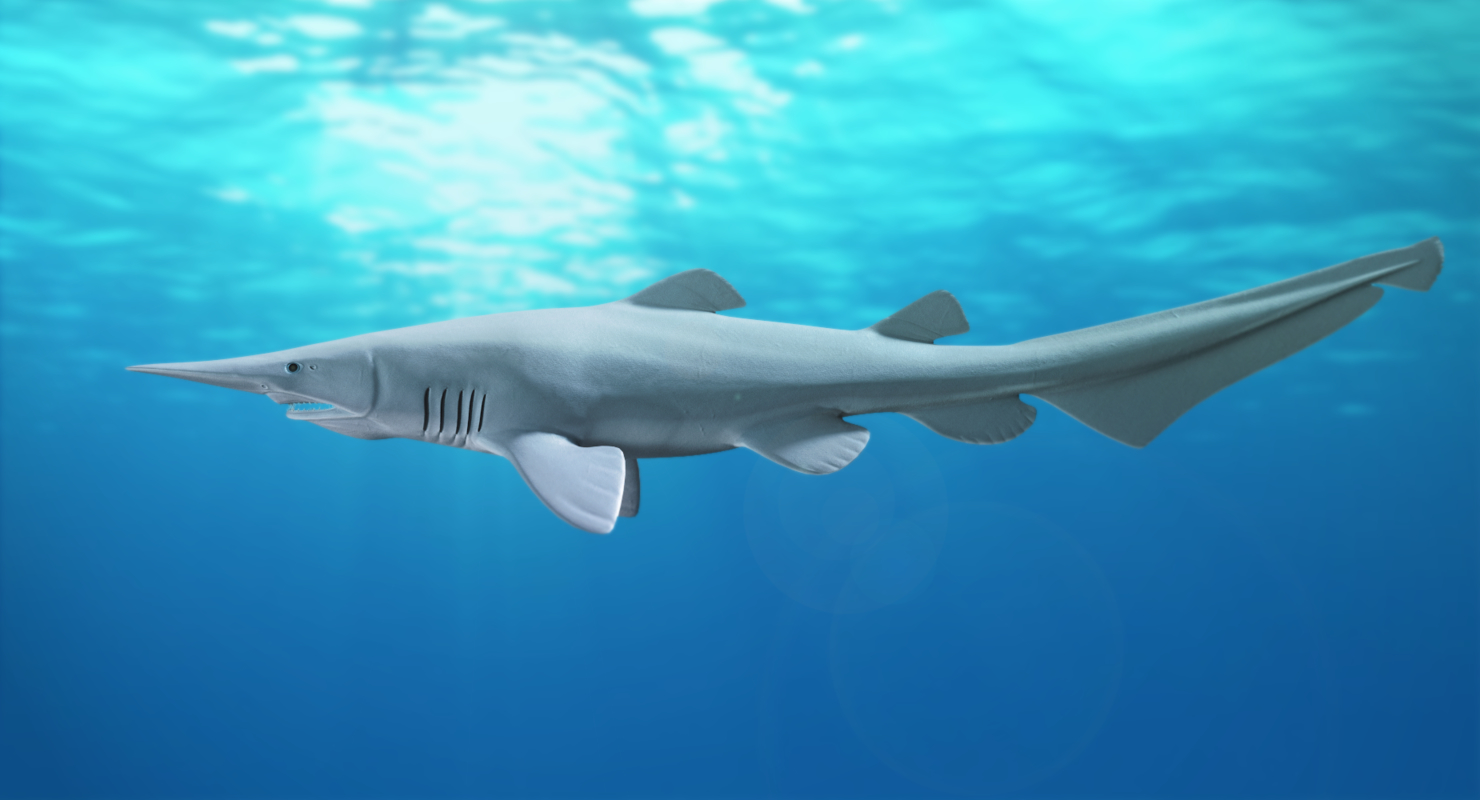 3D goblin shark model - TurboSquid 1417221