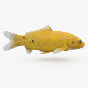 3D koi fish 2 animation model