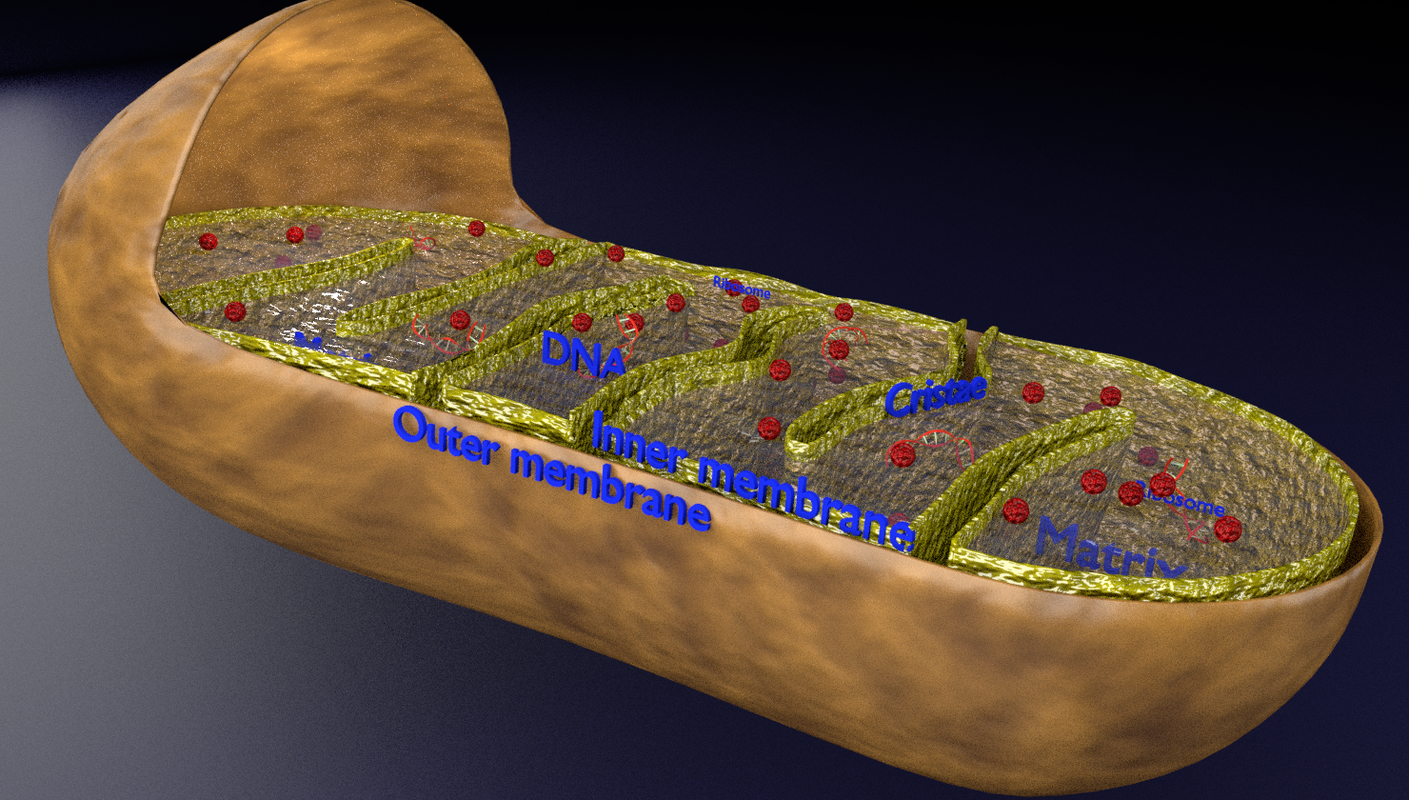 Mitochondria labelled 3D model - TurboSquid 1417524