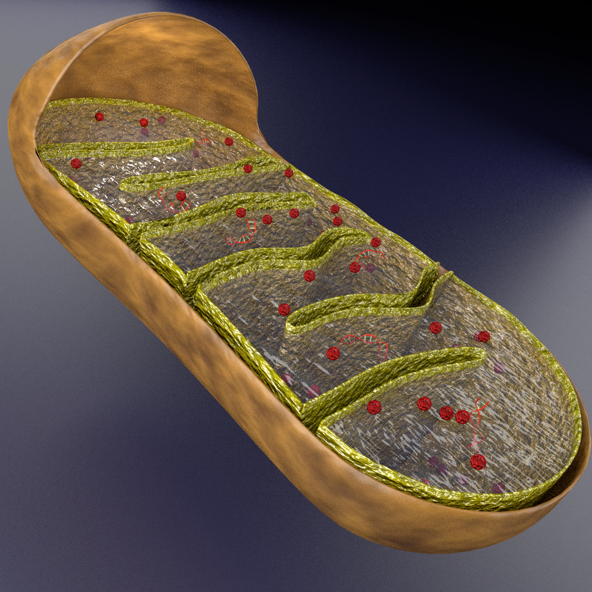 Mitochondria labelled 3D model - TurboSquid 1417524