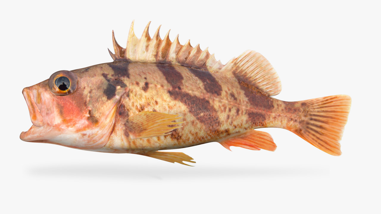 Calico rockfish 3D model - TurboSquid 1417731