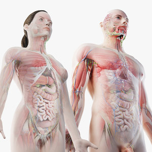 male female anatomy set model