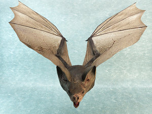 bat rigged 3D model
