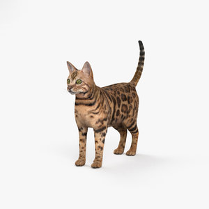 3D cat bengal model