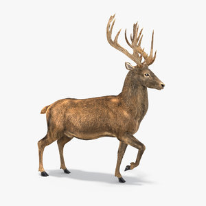 rigged deer fur 3D model