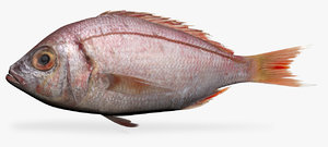 redfish ocean perch 3D