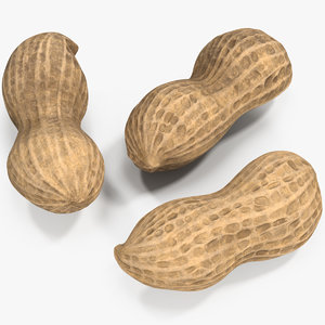peanut nut pea 3D model