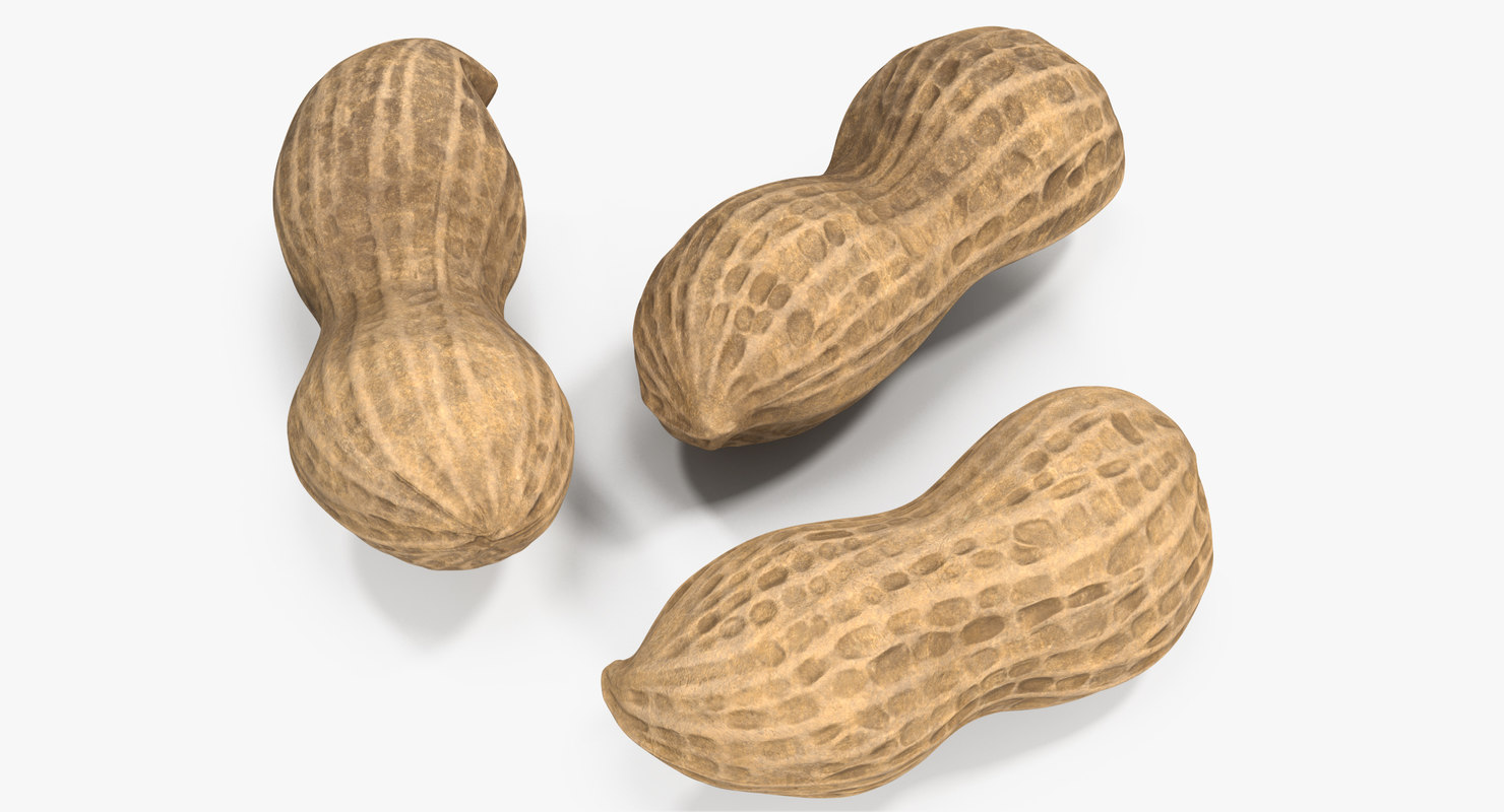 Peanut nut pea 3D model TurboSquid 1418163