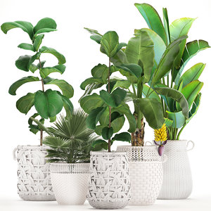 ornamental plants exotic 3D model