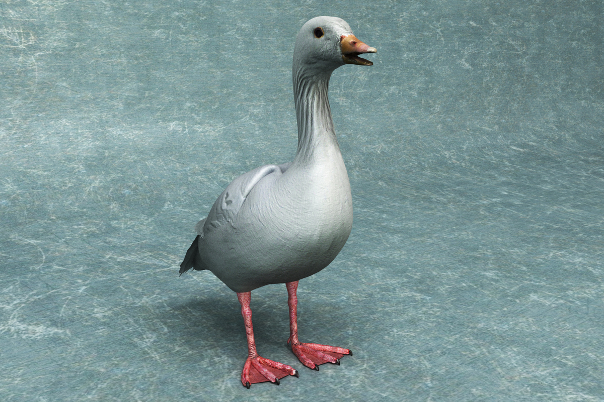 3d goose rigged