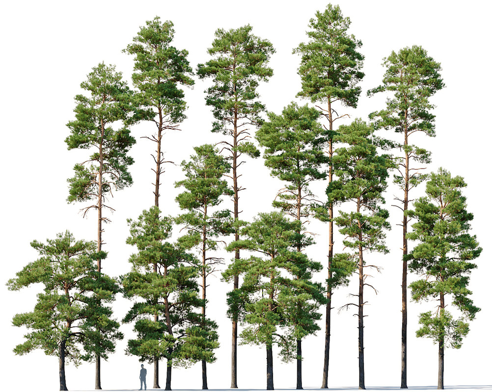Модели деревьев для макета