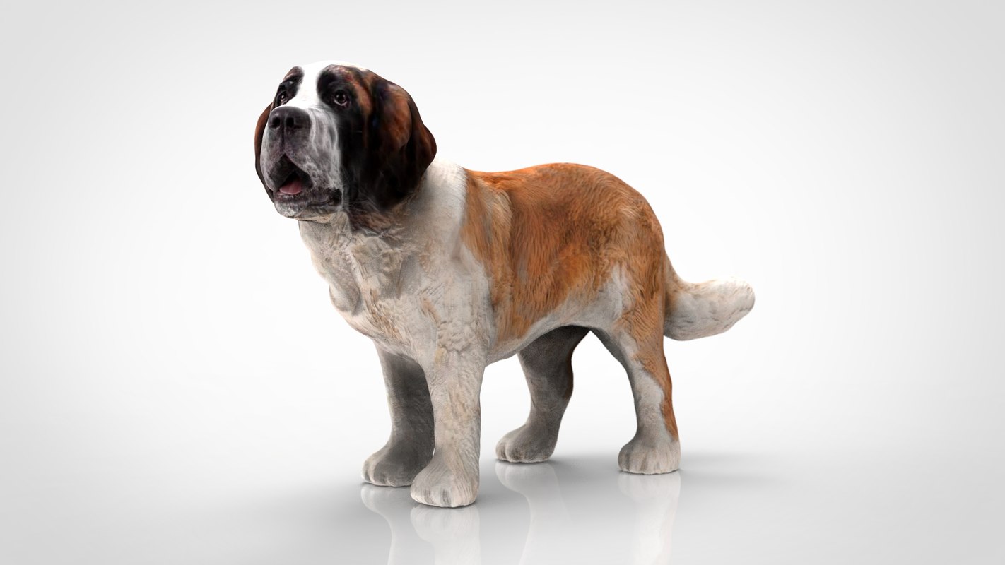 Saint bernard 3D TurboSquid 1418612