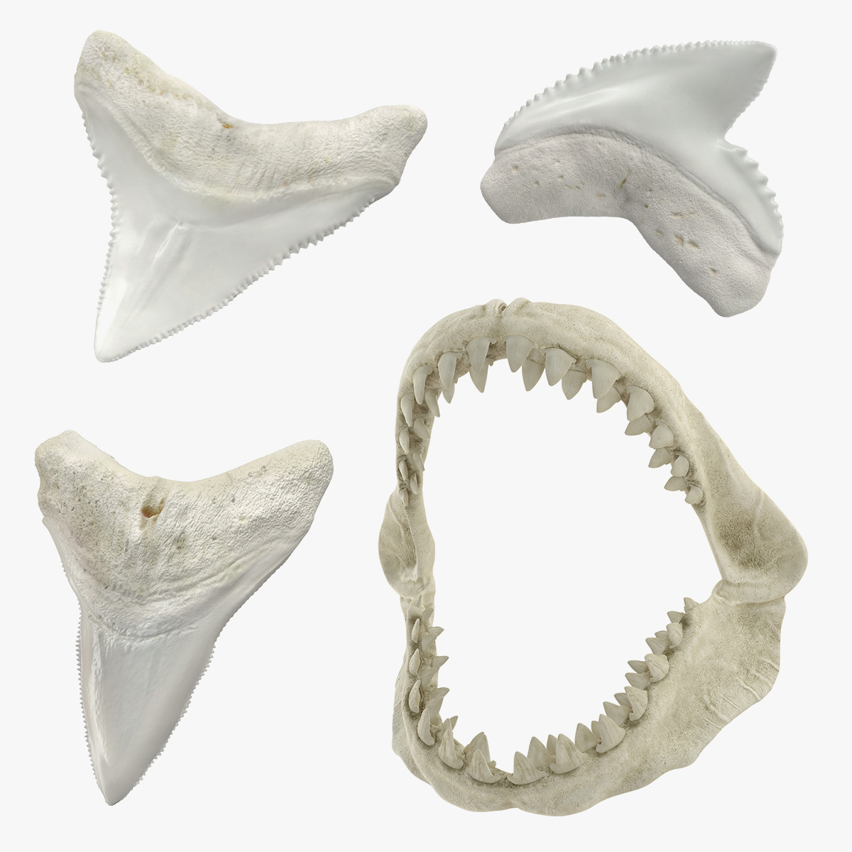 Image result for shark teeth