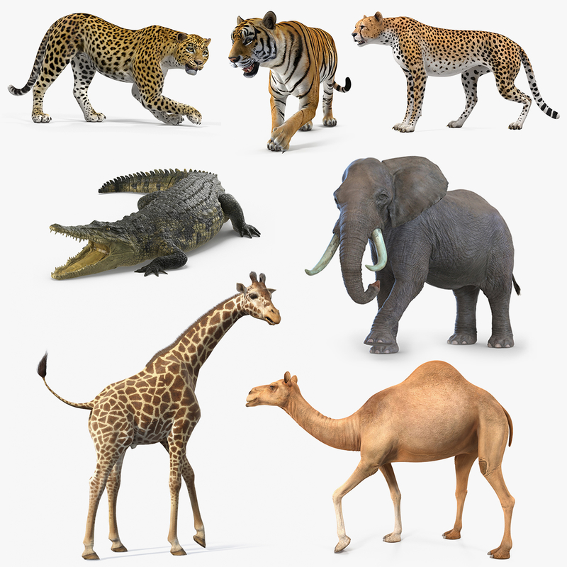 3D african animals 4 rigged model - TurboSquid 1418879